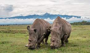 OLpejeta Conservancy Day Tour